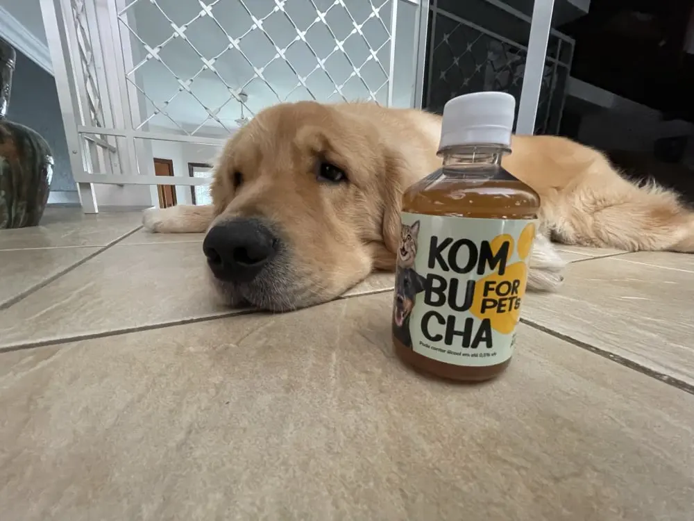 Kombucha Ambien