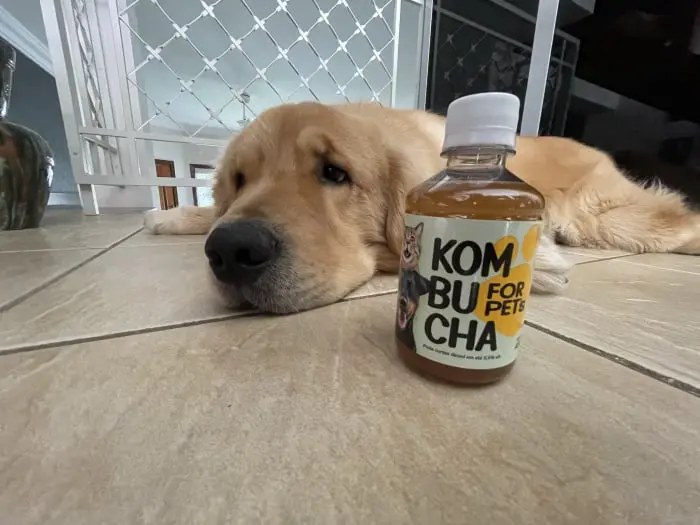 Kombucha PET
