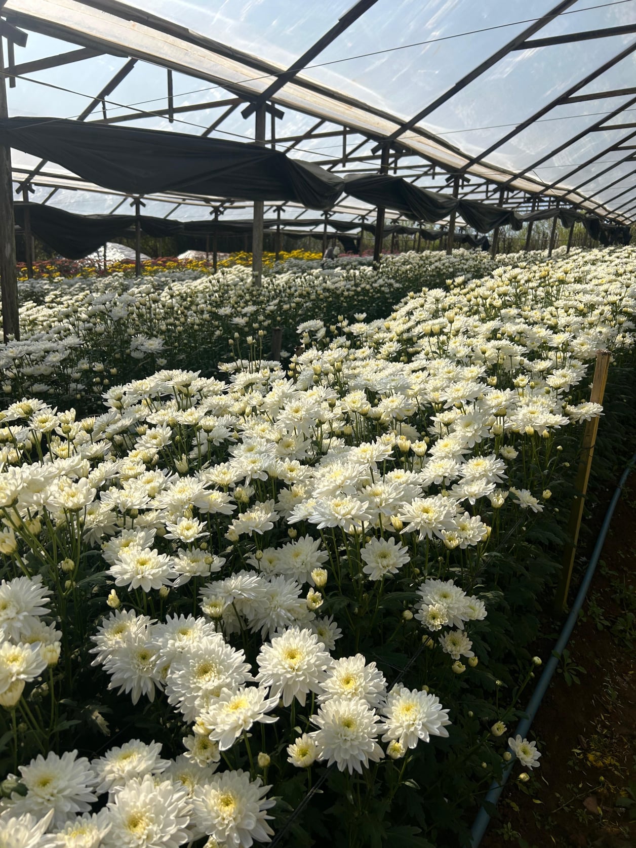 Produção Crisantemo