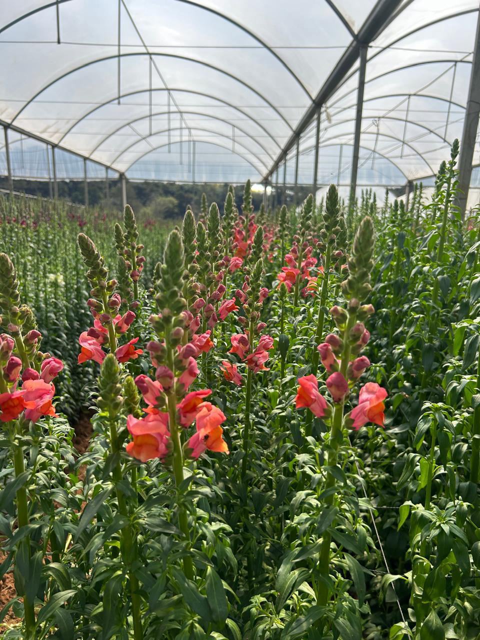 Produção flores (2)