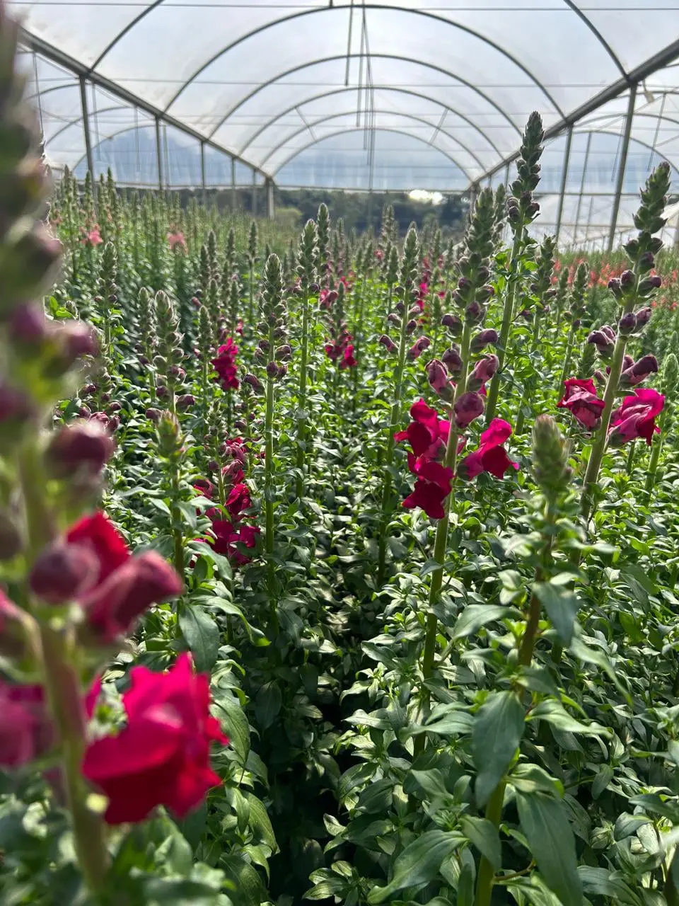 Produção flores