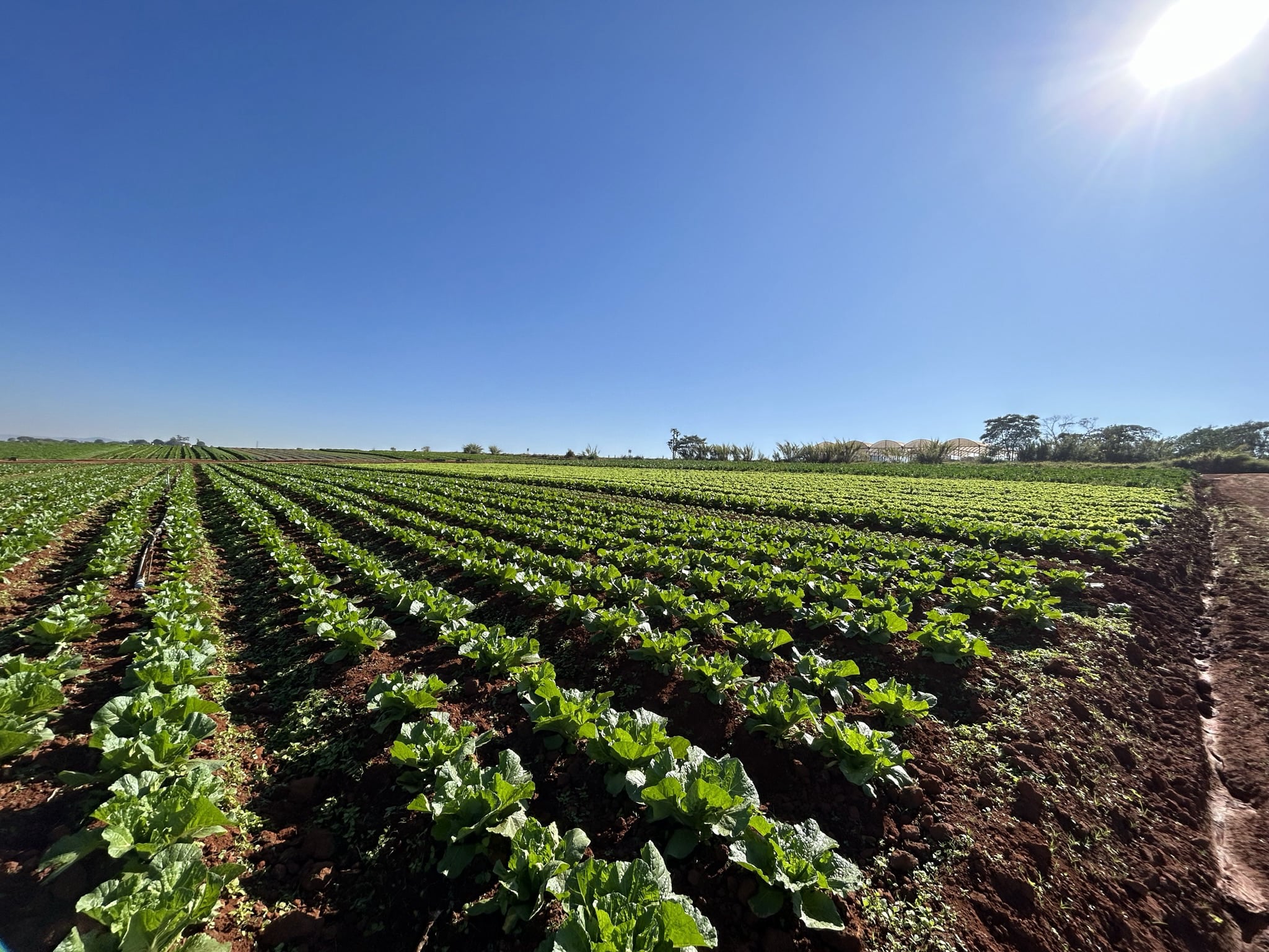 Produção hortaliaças