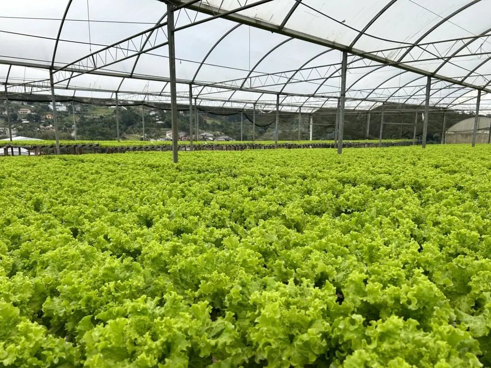 Produção Cana-de-açucar